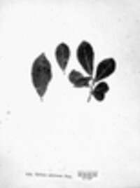 Rhytisma salicinum image